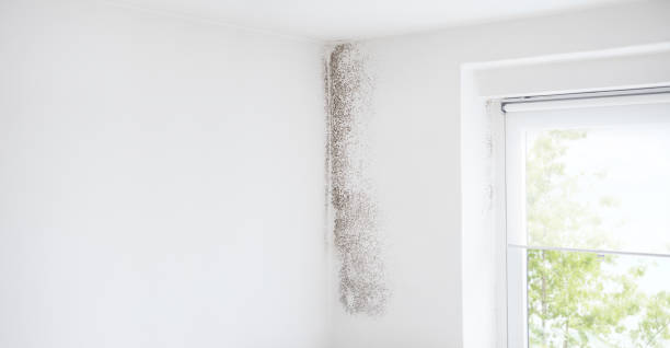 Reliable Boscobel, WI Mold Removal Solutions