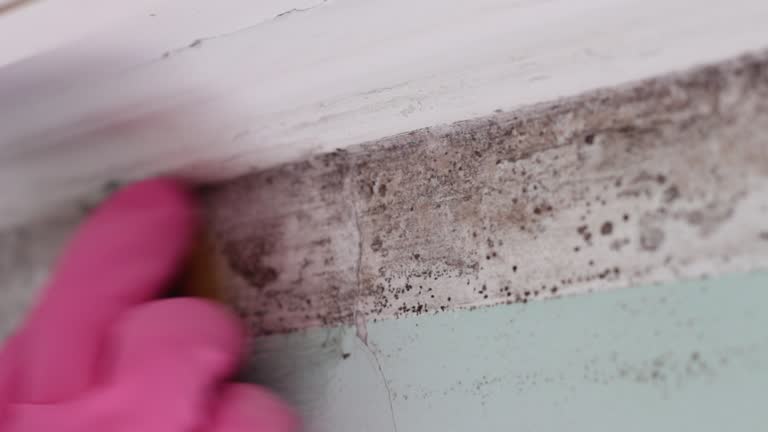 Best Emergency Mold Remediation  in Boscobel, WI